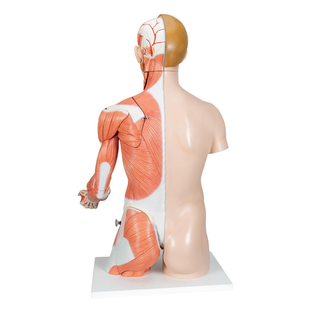 33-Part Dual Gender Torso with Muscle Arm - Anatomical Model for Medical Students & Fitness Training | Perfect for Classroom, Gym & Physical Therapy