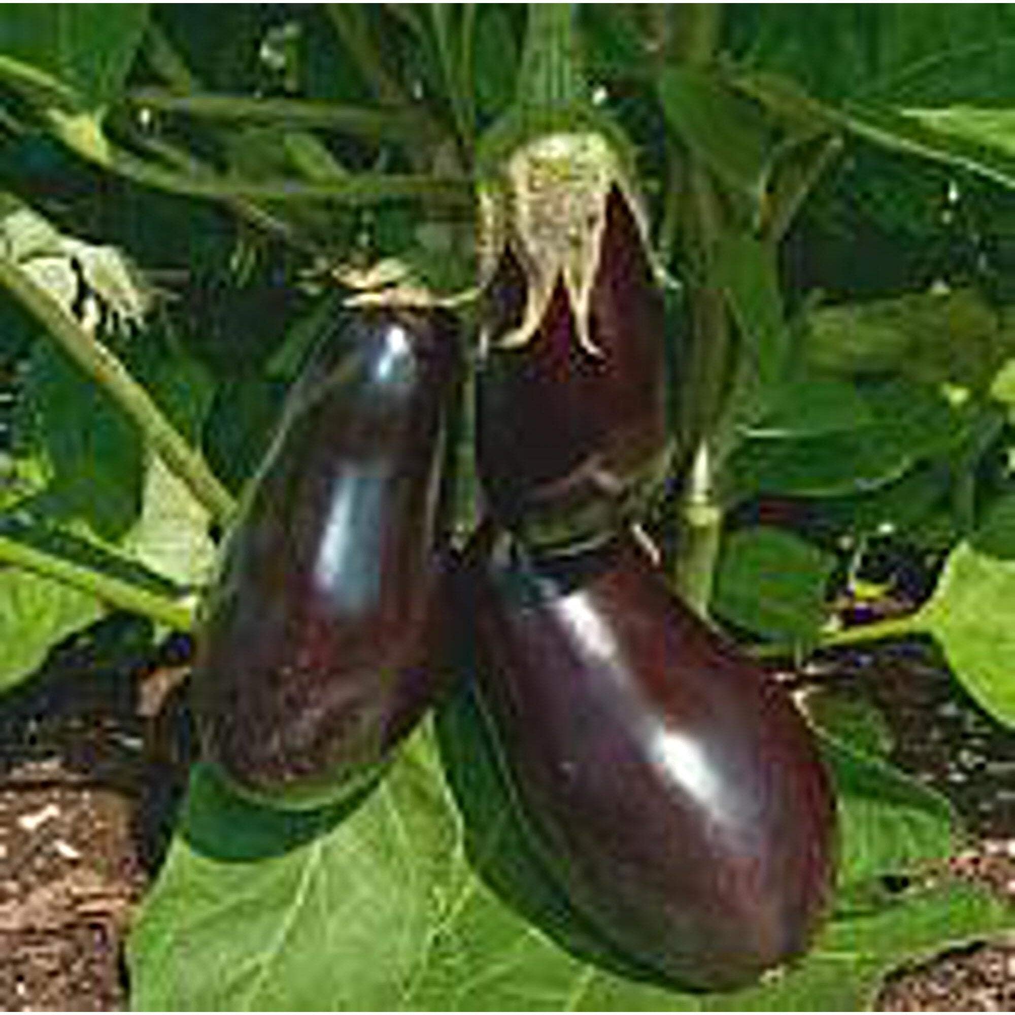 Organic Dusky Eggplant Seeds - 25+ Non-GMO Heirloom Seeds for Home Gardening | Perfect for Vegetable Gardens, Container Planting & Fresh Cooking