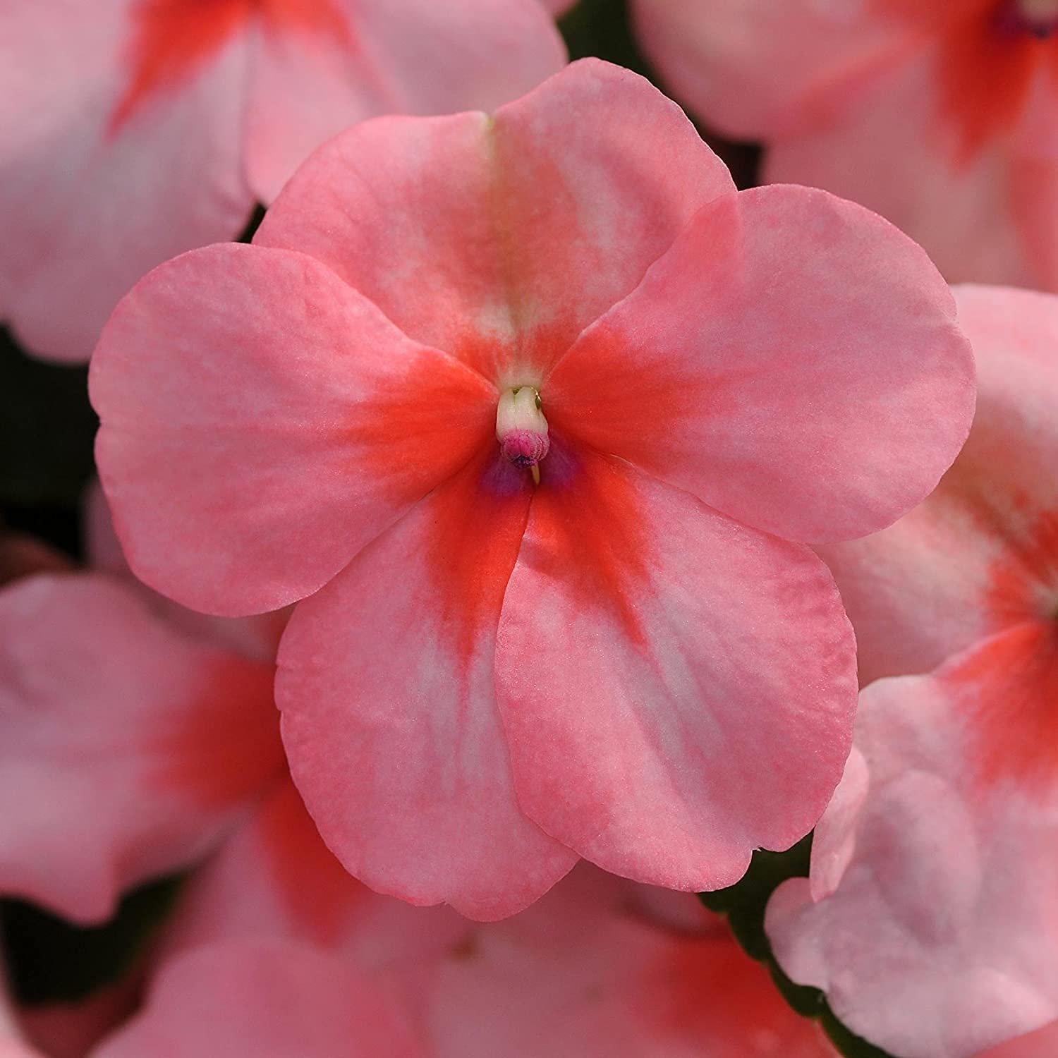 F1 Dazzler Series Coral Impatiens Wallerana Seeds - 100 Count Annual Flower Seeds for Vibrant Garden Beds, Borders & Containers - Perfect for Shade Gardens & Landscaping