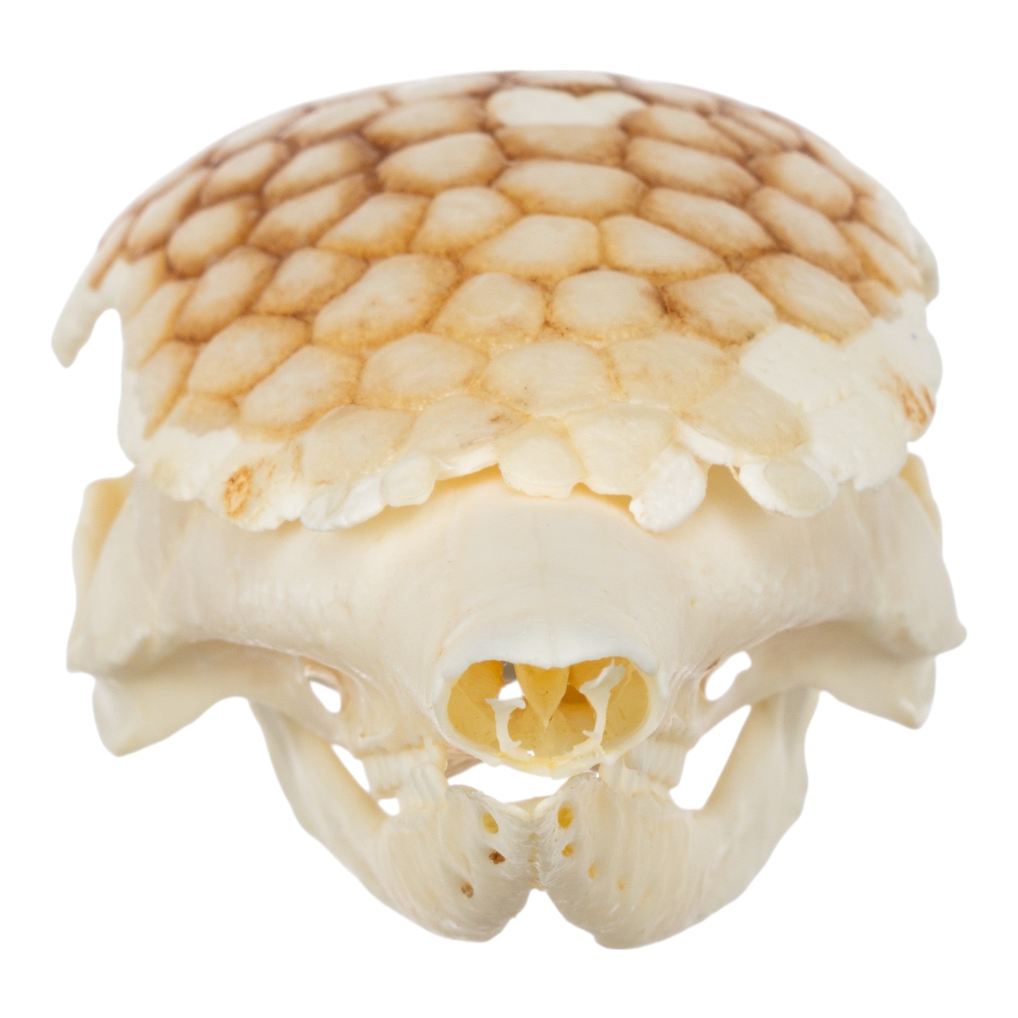 Authentic Nine-Banded Armadillo Skull - Taxidermy Specimen for Science Education & Home Decor | Perfect for Biology Classrooms, Gothic Decor, and Unique Gifts
