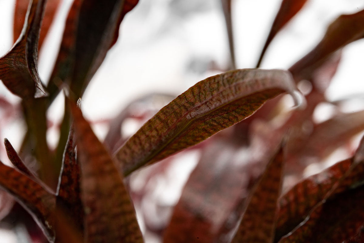 Cryptocoryne Spiralis Red Tissue Culture - Live Aquarium Plant for Fish Tanks, Aquascaping & Low-Tech Planted Aquariums