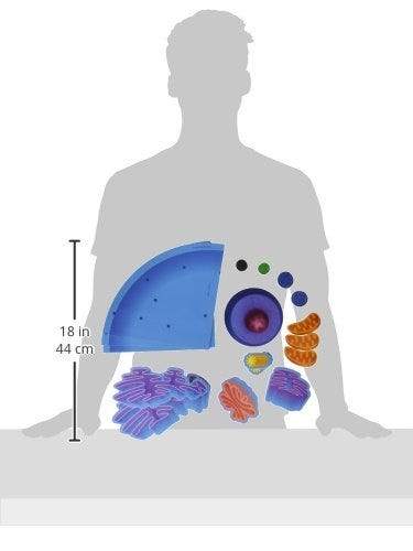 Giant Magnetic Animal Cell Model - 3D Science Biology Learning Tool for Classroom & Homeschool Education | Hands-on STEM Teaching Aid for Kids & Students