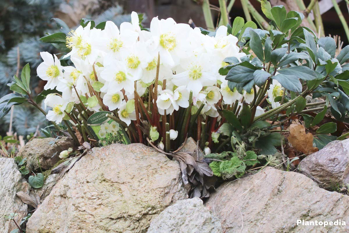 2 Helleborus Christmas Rose Bare Root Plants - Deer Resistant Perennial Flowers for Winter Gardens, Landscaping & Holiday Decorations