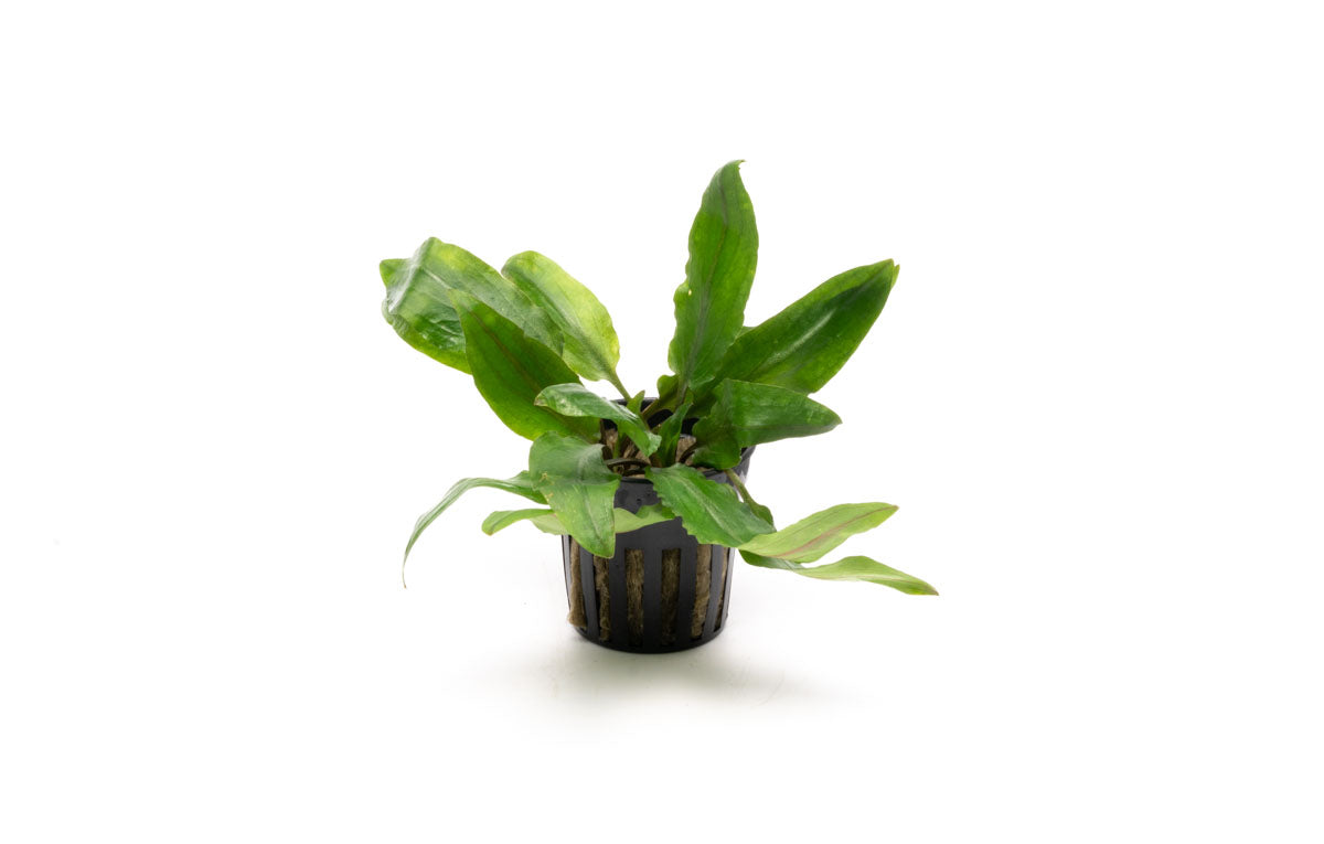 Cryptocoryne Petchii Live Aquarium Plant - Easy Care Freshwater Aquatic Plant for Fish Tanks, Aquascaping & Low Light Aquariums