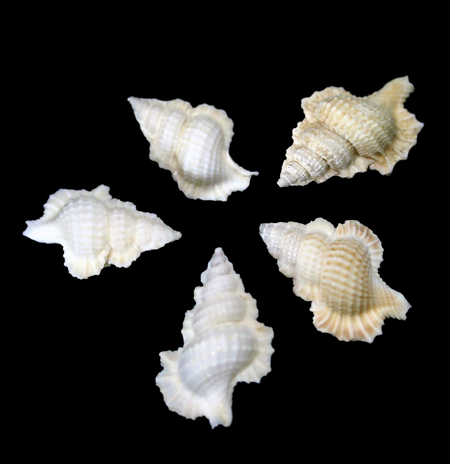 Maple Leaf Shell - Natural Decorative Seashell for Home Decor, DIY Crafts, and Beach Themed Parties - Perfect for Tablescapes, Wedding Centerpieces, and Coastal Styling