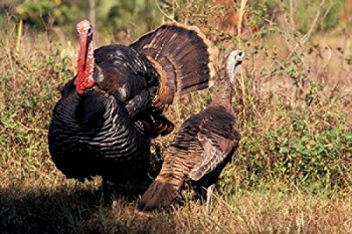 Art Wolfe Wild Turkey Tom and Hen Poster Print - 27x18 Inches - Nature Wildlife Wall Art Decor for Home, Office, or Classroom