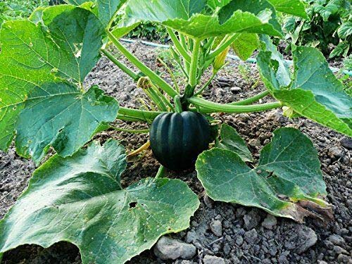 Table King Acorn Winter Squash Seeds - Pack of 200 Heirloom Non-GMO Bush Variety for Home Gardening | Perfect for Fall Harvest, Pumpkin Patches & Organic Vegetable Gardens
