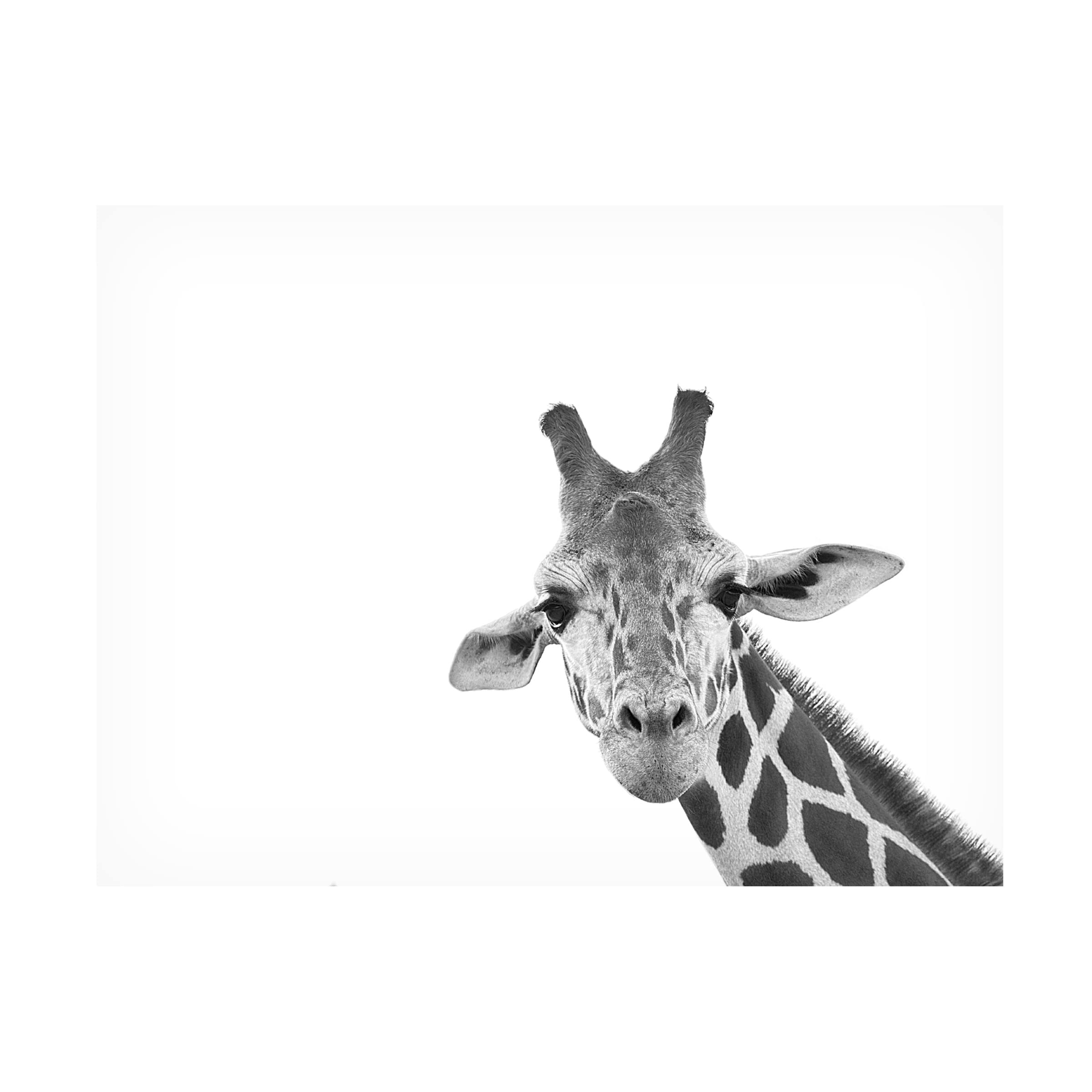 Trademark Fine Art 'Giraffe' Canvas Wall Art by Lori Hutchison - Perfect for Living Room, Bedroom & Office Decor