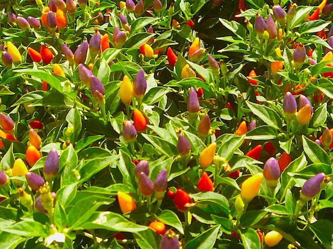 Numex Twilight Pepper Seeds - Colorful Ornamental Pepper Plant for Home Garden (100 Seeds) - Perfect for Landscaping, Container Gardening, and Edible Decor