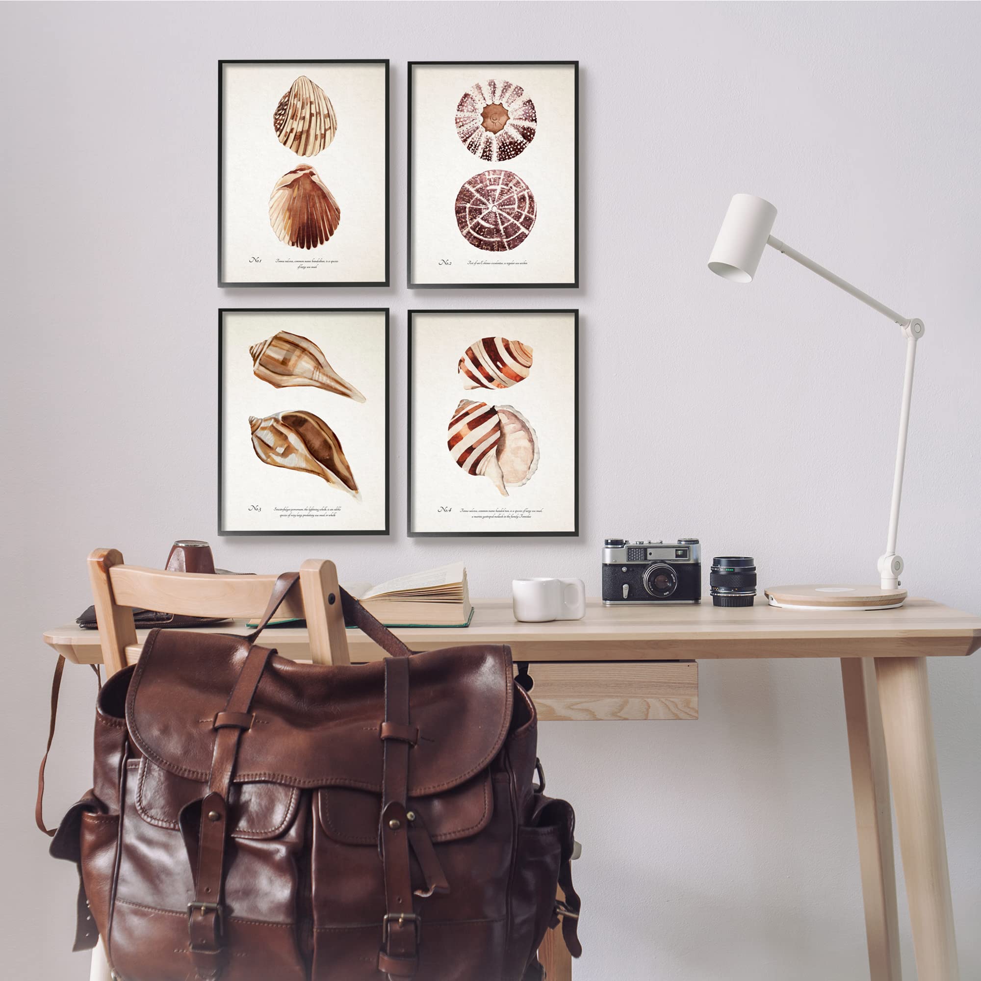 Stupell Industries Elegant Beach Seashells Wall Art - Exquisite Marine Life Coastal Decor by Annie Warren - Perfect for Living Room, Bedroom, Bathroom & Beach House Decor