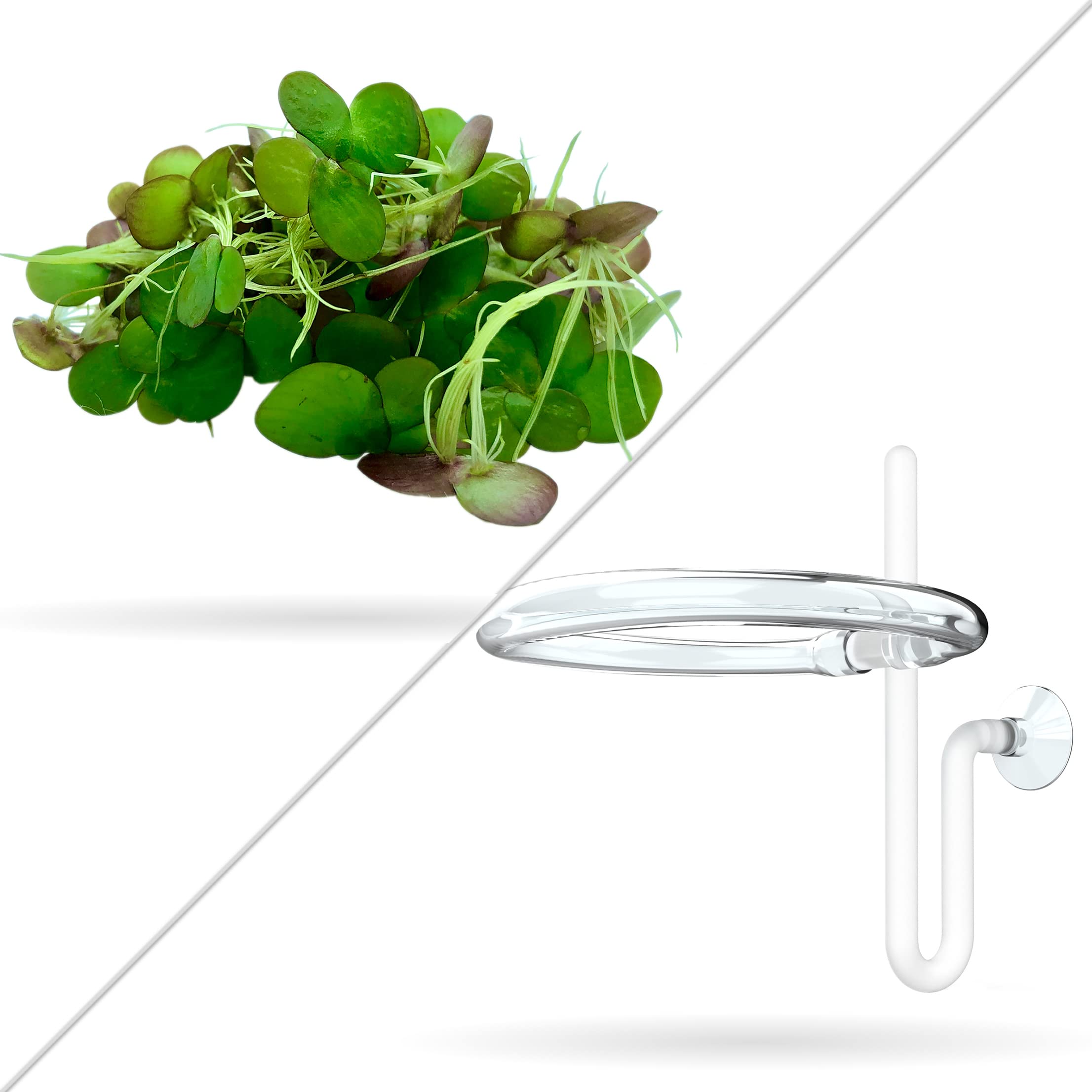 60+ Giant Duckweed (Spirodela Polyrhiza) Live Aquatic Floating Plants for Aquarium - Includes Mystery Plant & Invisible Feeding Ring - Perfect for Fish Tanks, Ponds & Aquatic Ecosystems