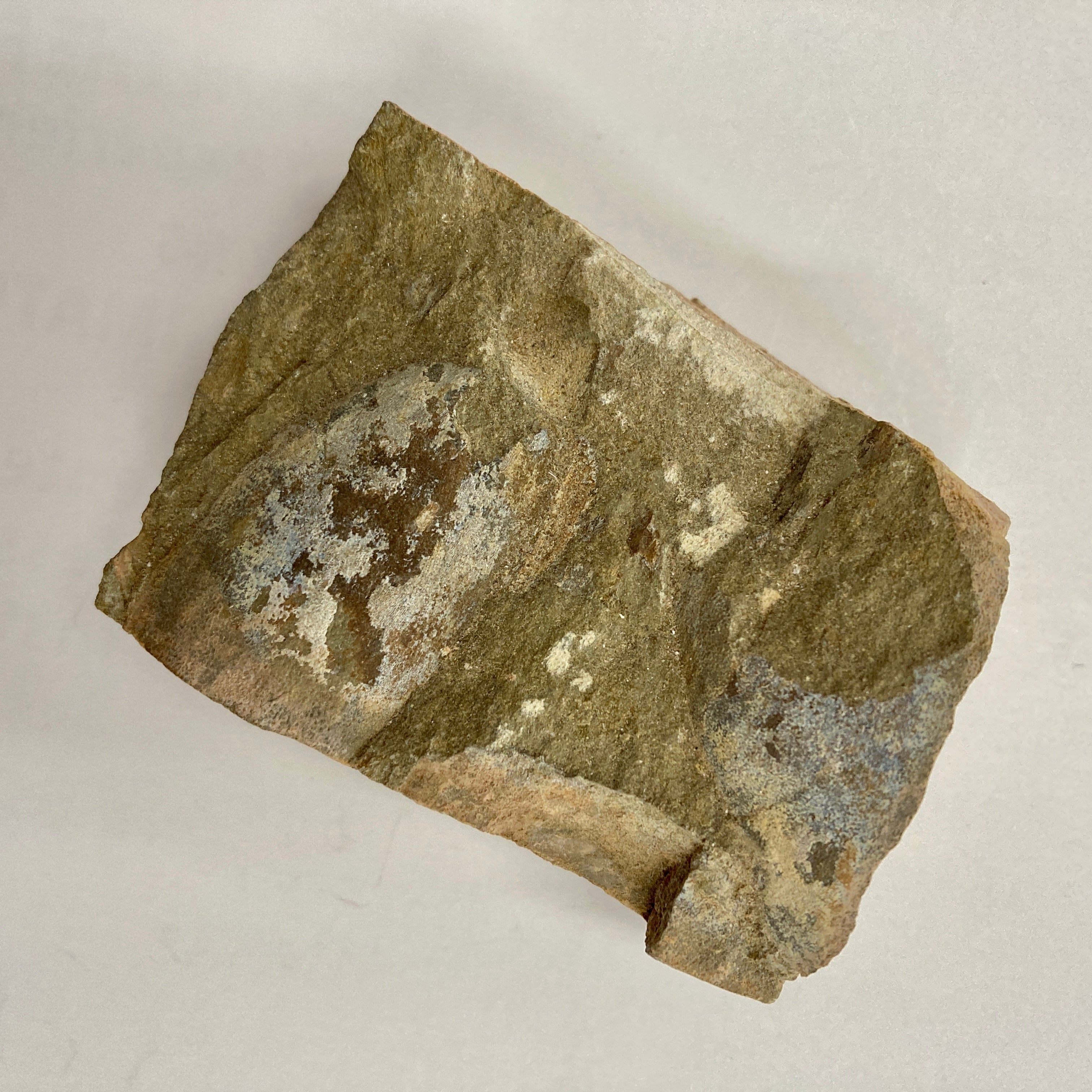 Jawless Fish (Cyathaspidida) - Prehistoric Fossil Specimen for Collectors, Paleontology Enthusiasts & Science Education | Perfect for Display, Research & Classroom Learning