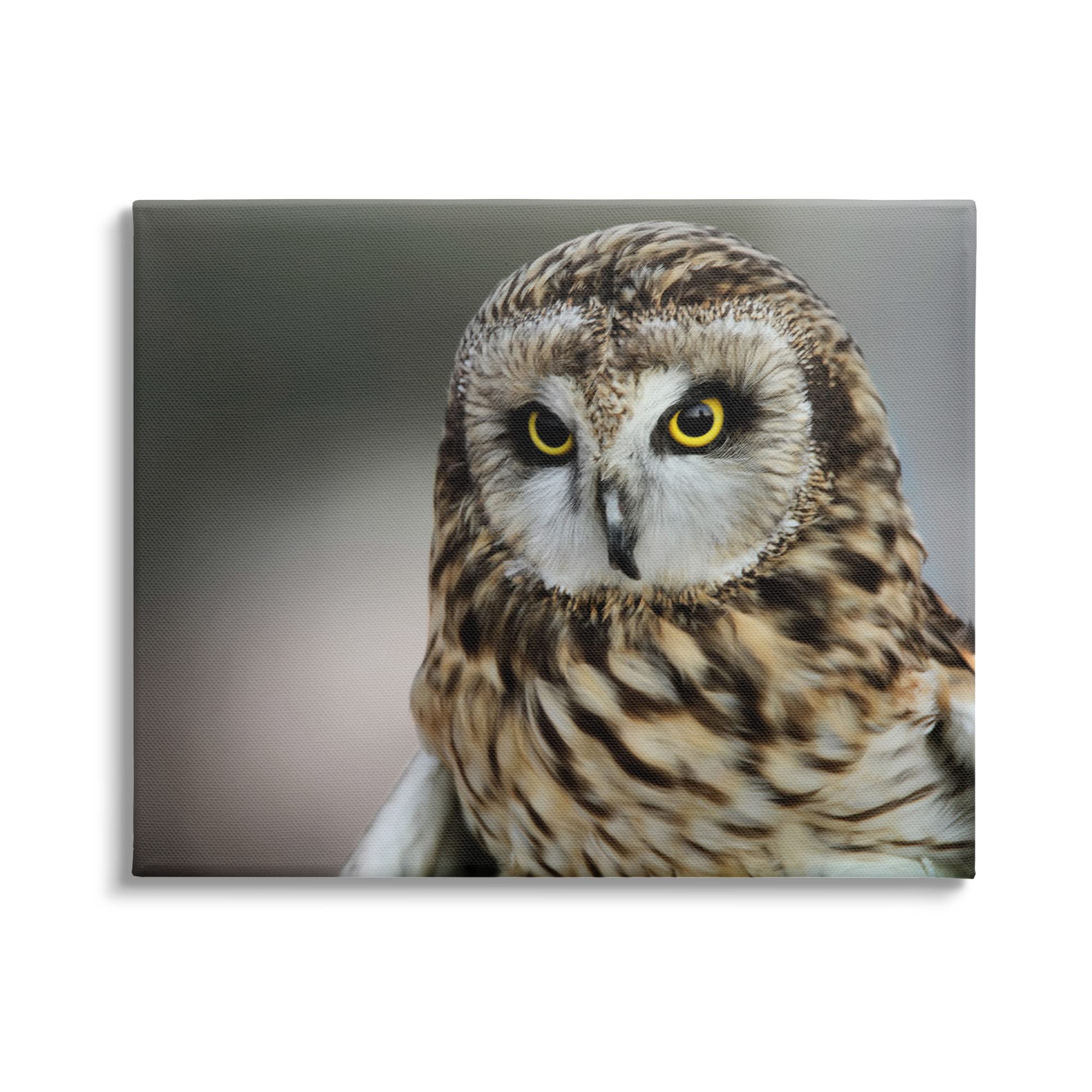 Stupell Industries Fierce Hunting Owl Wall Art - Modern Bokeh Photography Effect Canvas Print by Daniel Sproul - Perfect for Living Room, Bedroom & Office Decor