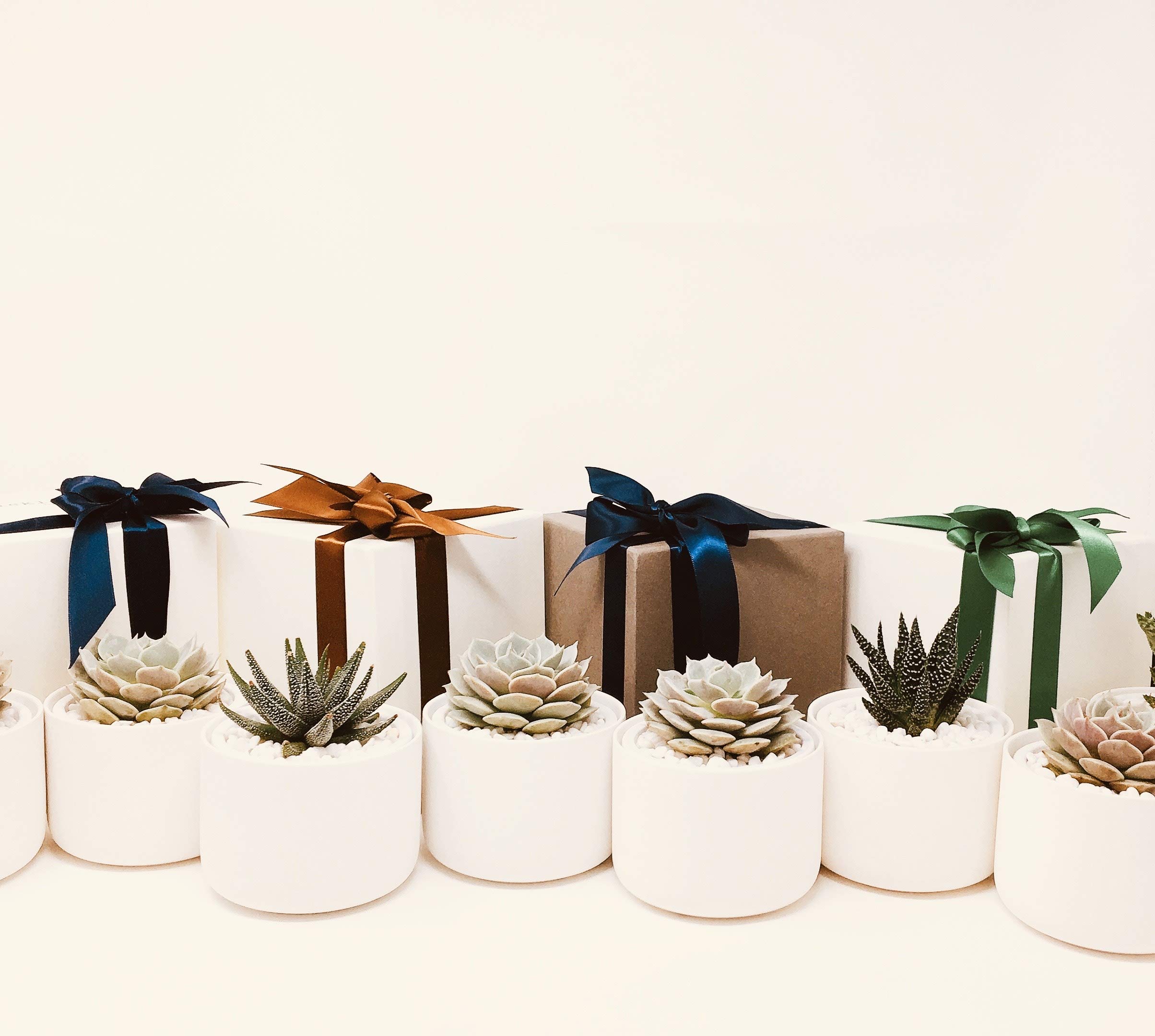 Succulent Gift Box with Glow in the Dark Ivory Pot & Box - Perfect for Birthday, Housewarming, Wedding Favors & Office Decor