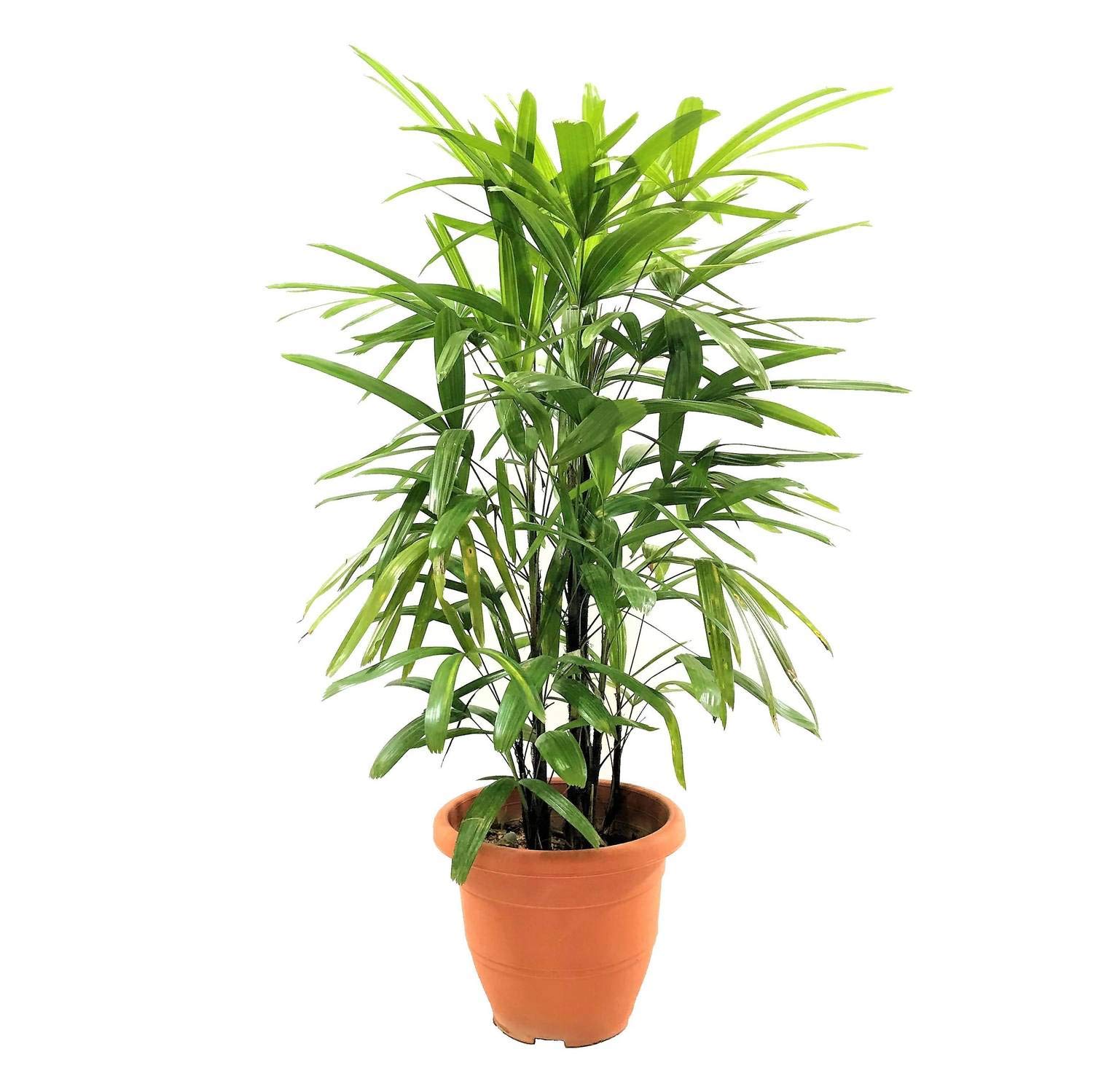 Lady Palm (Rhapis Excelsa) - 8 Inch Live Indoor Outdoor Houseplant in Growers Pot - Air Purifying Plant for Home, Office & Garden Decor