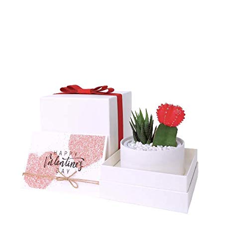 Succulent Gift Box with Glow in the Dark Ivory Pot & Box - Perfect for Birthday, Housewarming, Wedding Favors & Office Decor