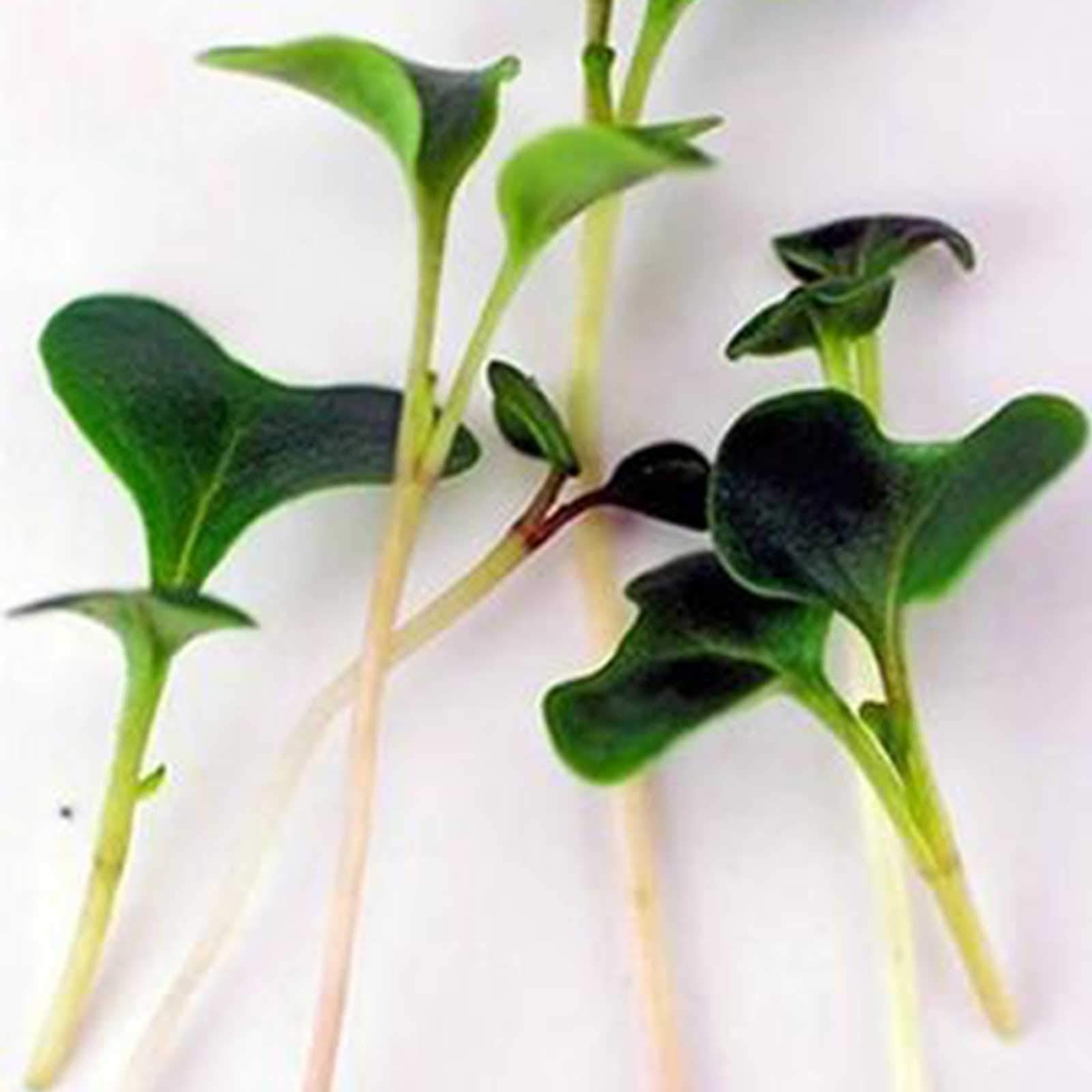Premium Microgreens Seeds Variety Pack - 12 Resealable 4oz Bags with Basil, Radish, Mustard & Kale | Organic Non-GMO Sprouting Seeds for Home Gardening, Salads & Healthy Eating