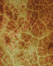 Leave Texture