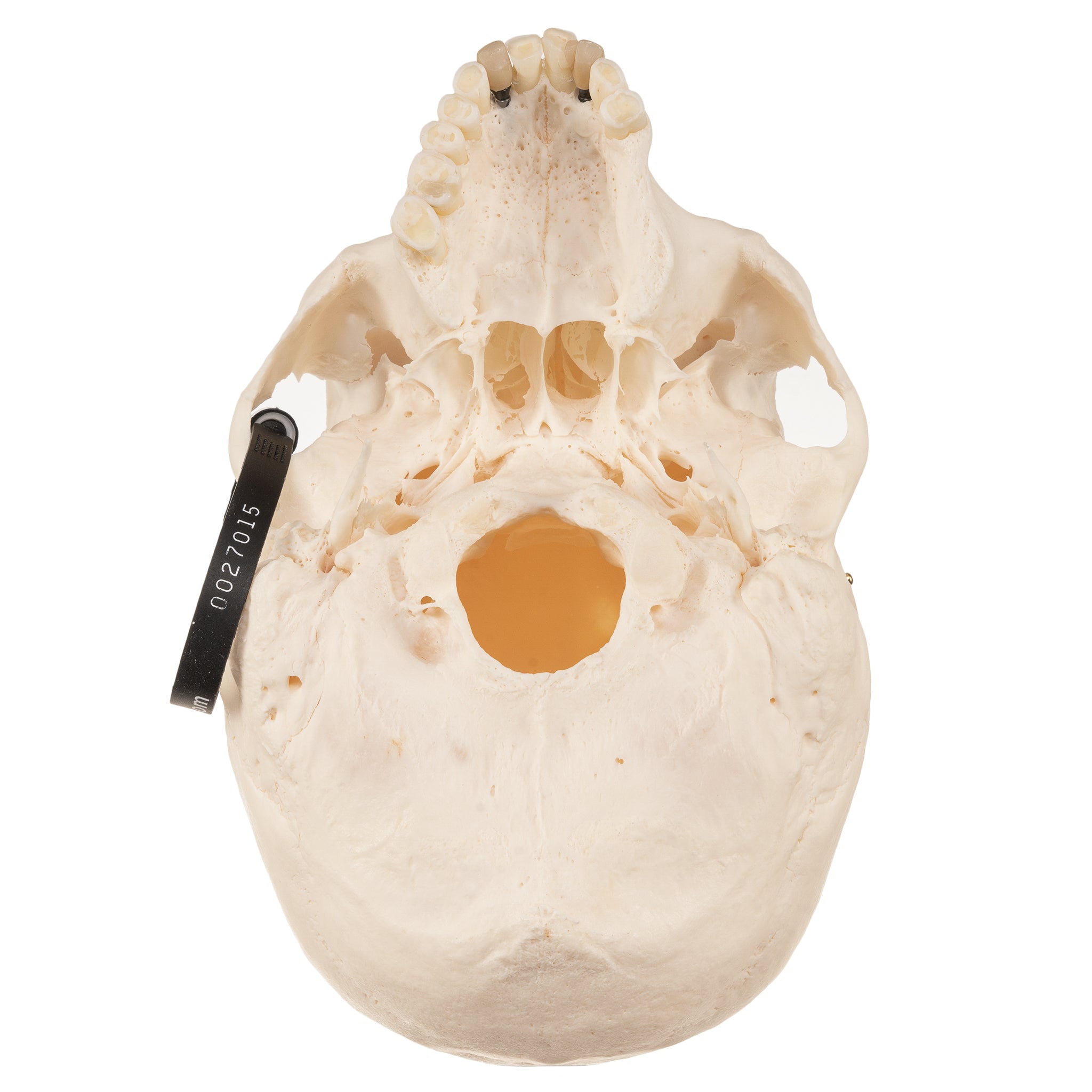 Authentic Human Skull Model for Medical Research & Education - Perfect for Anatomy Studies, Classroom Demonstrations & Halloween Decor