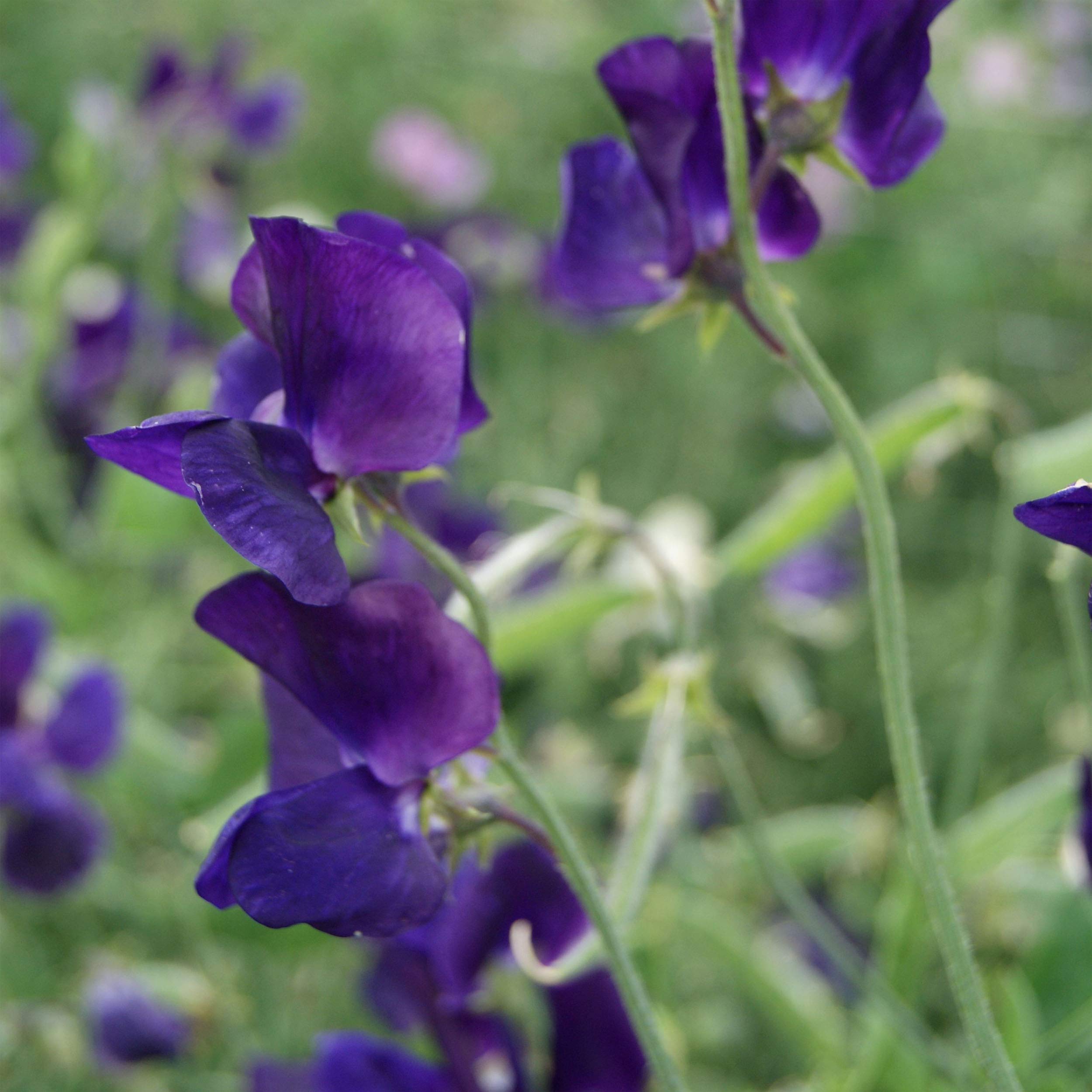 Outsidepride 250 Seeds Annual Lathyrus Odoratus Sweet Peas Royal Navy Blue Vine Seeds for Planting - Fragrant Climbing Flowers for Garden Trellis, Fence & Container Gardening