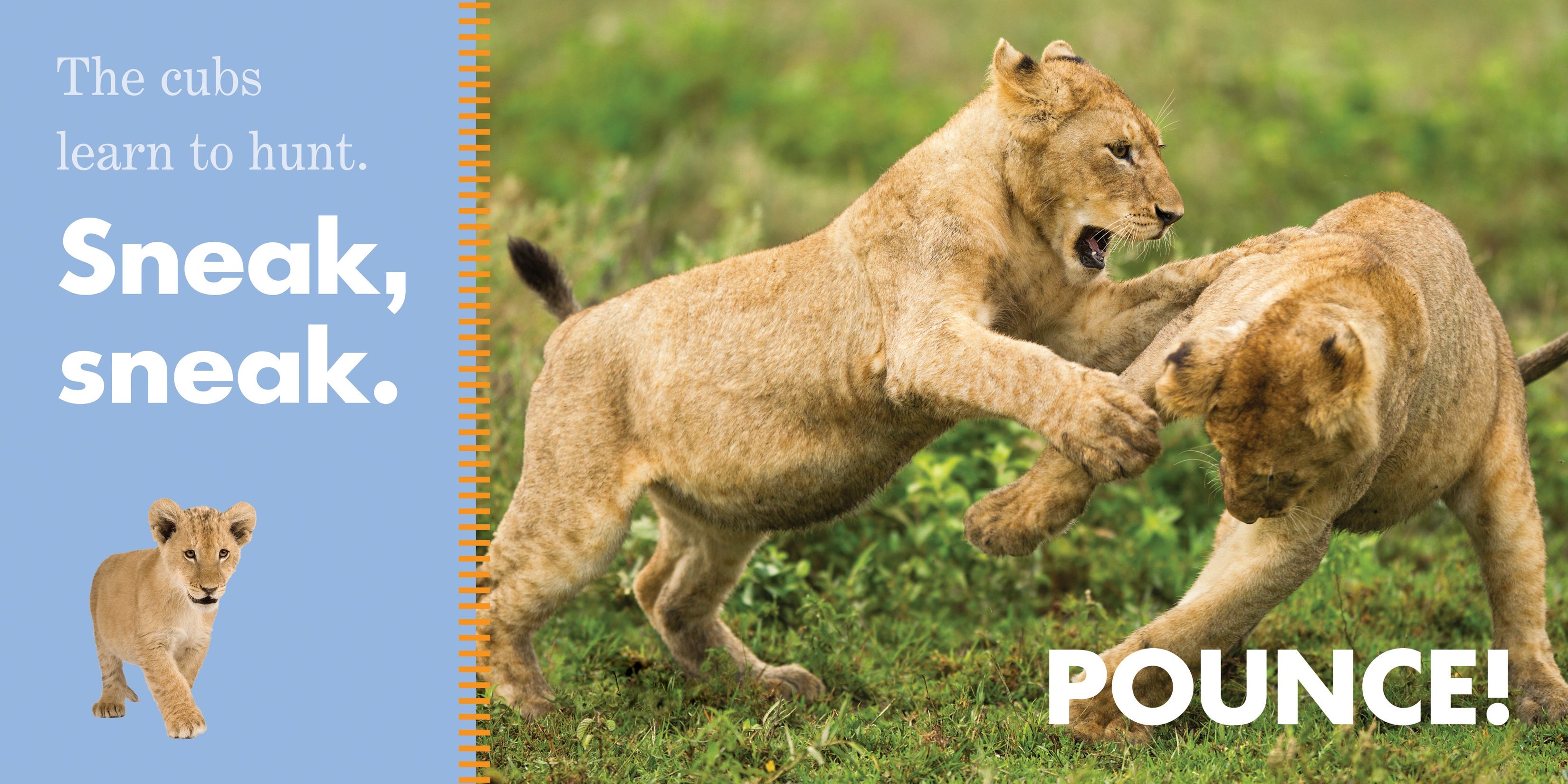 Lions Roar - Premium Animal Sound Effects for Movies, Games & Wildlife Projects | Perfect for Film Makers, Game Developers & Nature Enthusiasts