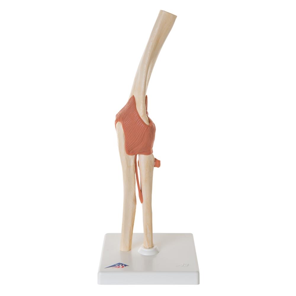 Premium Functional Elbow Joint Model - Anatomical Medical Demonstration Tool for Doctors, Students & Physical Therapists - Perfect for Classroom, Clinic & Home Study