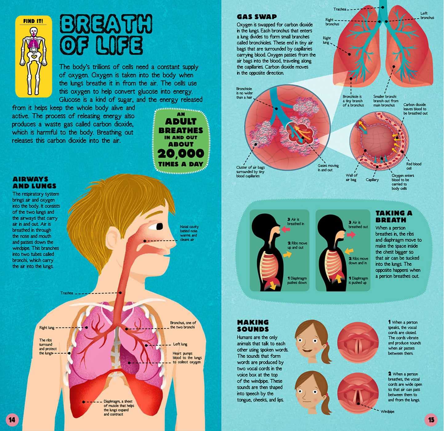 Build the Human Body - DIY Human Anatomy Model Kit for Kids & Adults | STEM Educational Science Toy for Classroom, Home Learning & Medical Study