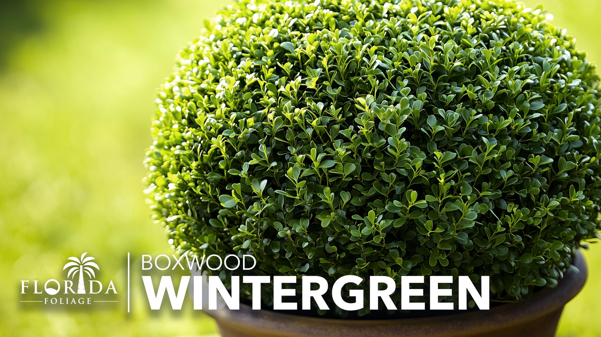 Winter Green Korean Boxwood - 20 Live Plants | Buxus Microphylla Fast Growing Cold Hardy Evergreen Shrubs for Landscaping, Hedges & Garden Borders