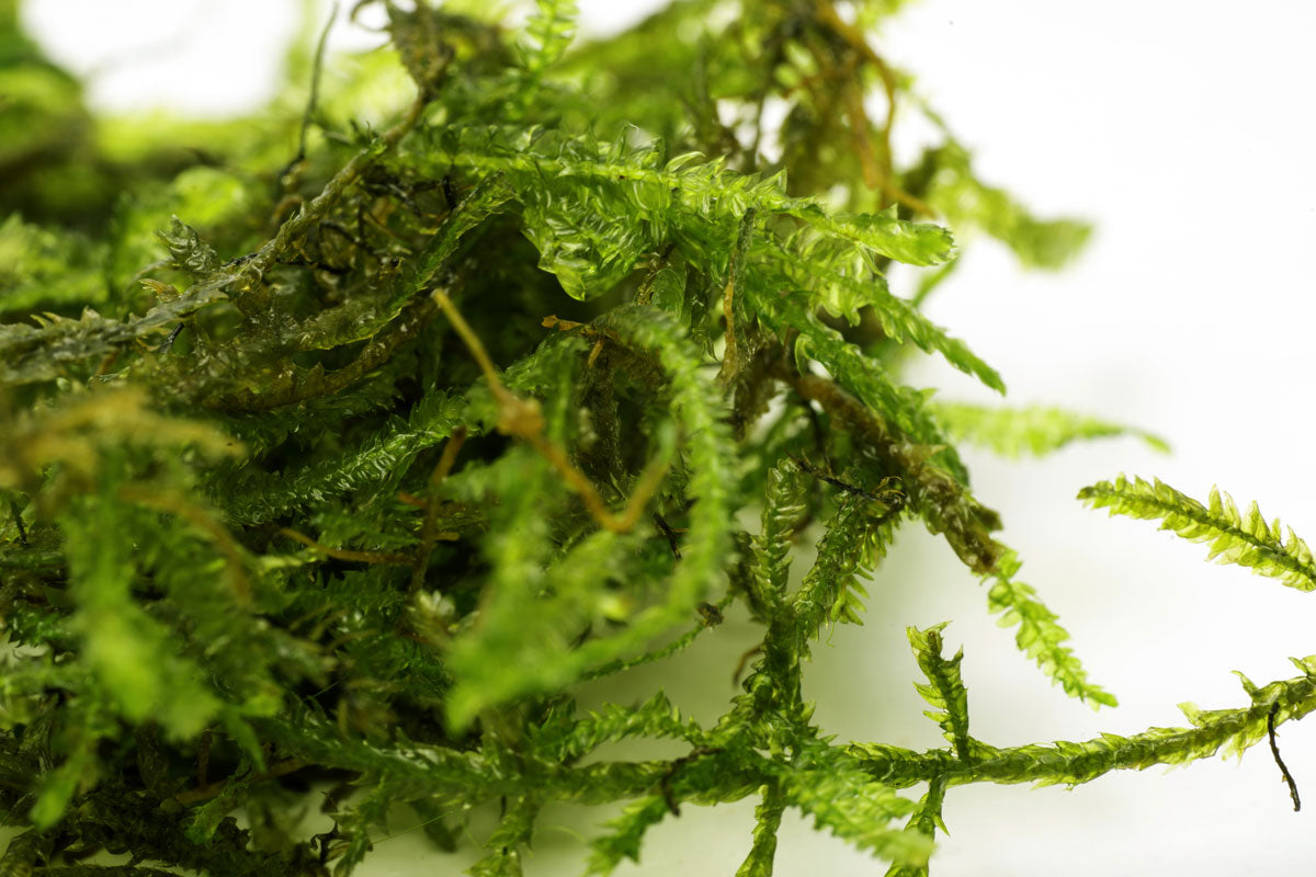 Premium Java Moss Aquatic Plant for Freshwater Aquariums - Perfect for Aquascaping, Shrimp Tanks & Fish Breeding | Enhances Water Quality & Natural Habitat