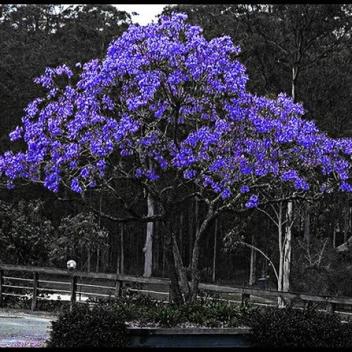 Blue Jacaranda Tree Seeds (20 Pack) - Premium Bonsai Specimen - Exotic Flowering Bonsai Tree - Fast Growing Blooming Tree for Home Garden, Patio & Landscaping