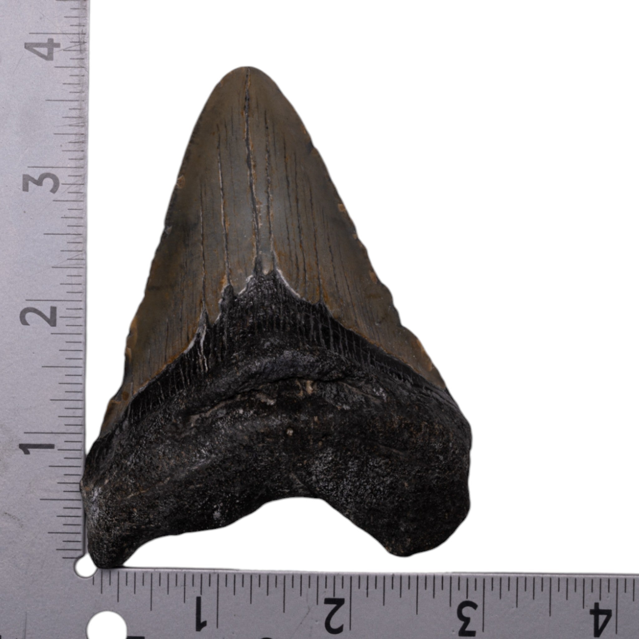 Authentic Megalodon Shark Tooth Fossil - Genuine Prehistoric Collector's Item for Display, Jewelry Making & Educational Use