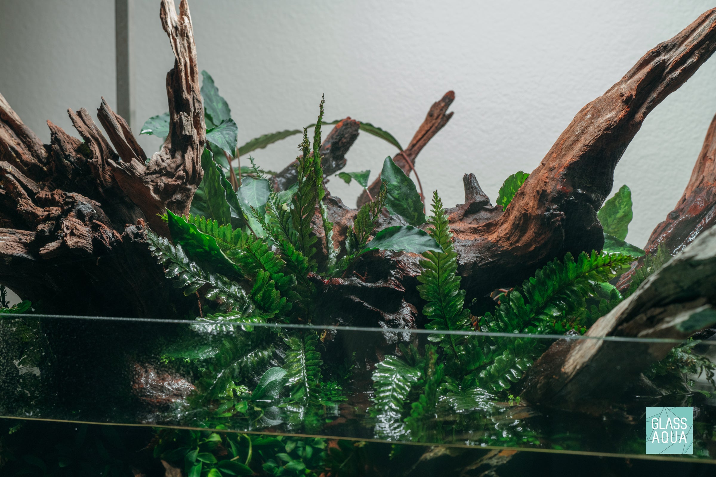 Trichomanes Javanicum Fern - Rare Tropical Fern Plant for Home & Garden Decor | Perfect for Terrariums, Indoor Gardens, and Botanical Displays