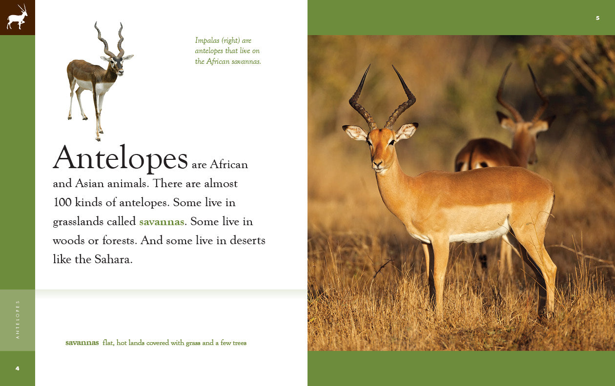Antelopes: 9781640265585 - Wildlife Book for Nature Enthusiasts | Perfect for Animal Lovers, Safari Planning & Educational Use