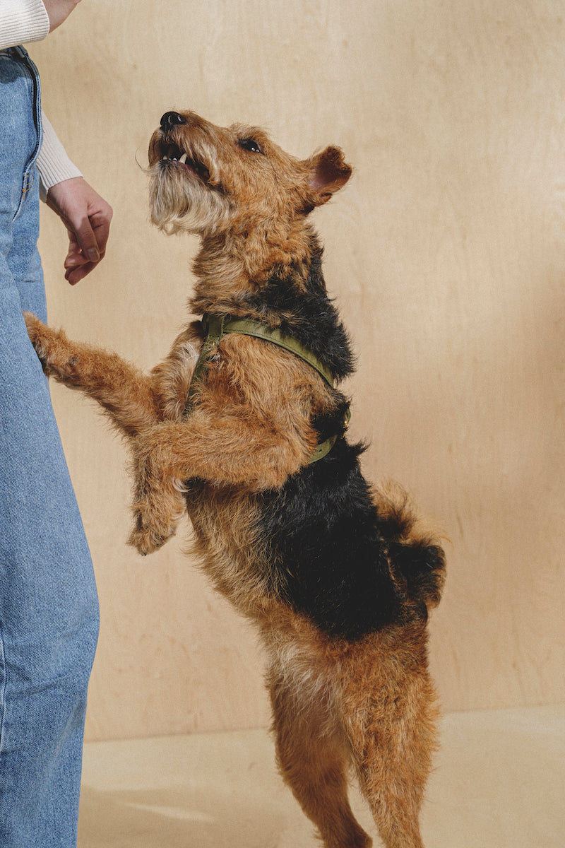 Premium Genuine Leather Dog Harness for Small to Medium Dogs - Adjustable & Durable Pet Walking Gear - Perfect for Daily Walks, Hiking & Outdoor Adventures