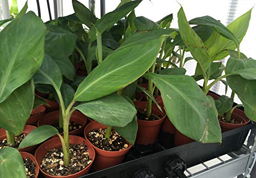 Sweetheart Banana Plant - Rare FHIA-03 Dwarf Banana Tree for Sale - Live Tropical Fruit Plant for Home Garden, Patio & Indoor Decor