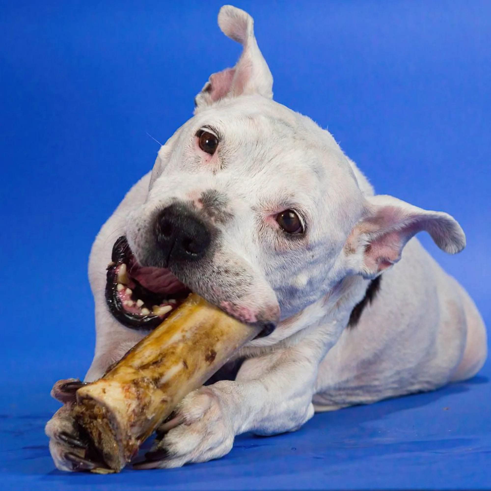 Premium Bully Sticks Marrow Bones for Dogs - 8 Pack of All-Natural Grass-Fed Beef Chews | Long-Lasting Dental Treats for Large Breed Dogs | USA Made Healthy Dog Snacks | Perfect for Training Rewards & Anxiety Relief