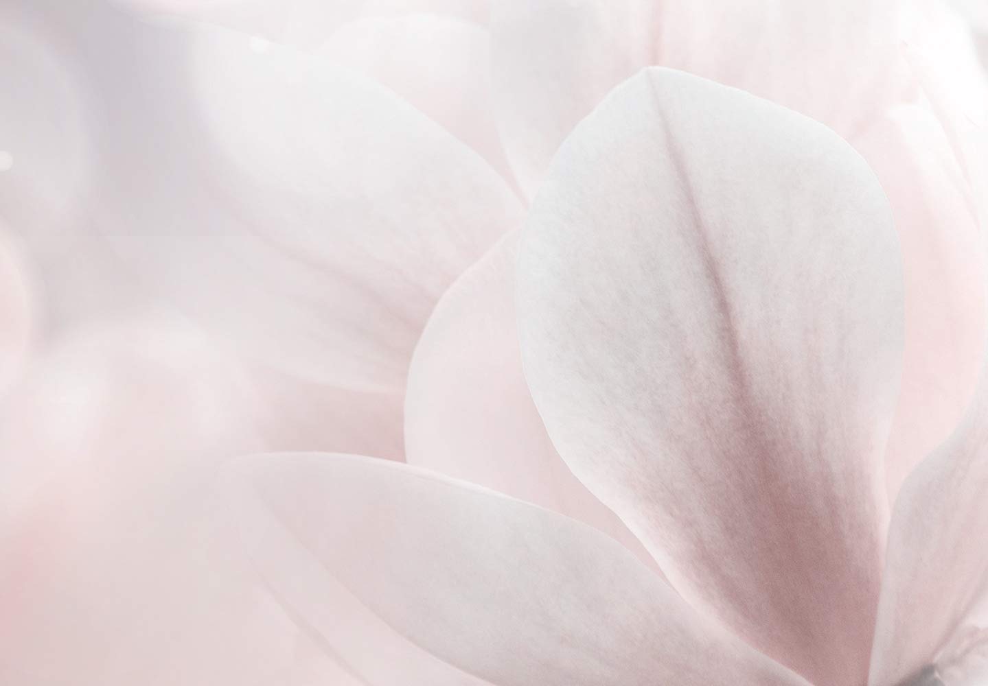 Artgeist Acoustic Canvas Wall Art Print - 47x16 Inch Soundproof Flower Picture with Acoustic Foam for Home & Office Decor | Nature Magnolia Bokeh Design in Rosa Beige | Perfect for Living Room, Bedroom & Studio Soundproofing (Model: b-B-0560-b-a)