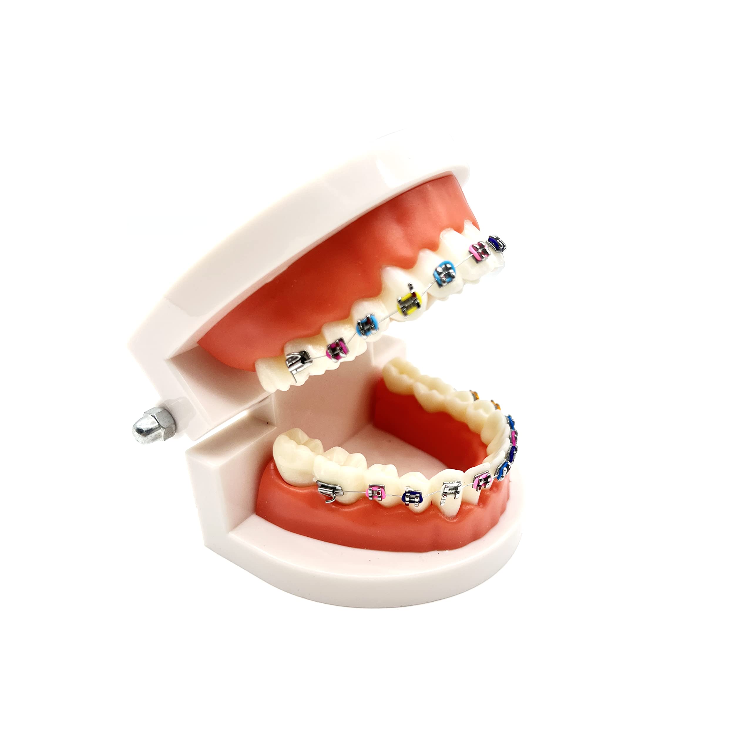 Orthodontic Dental Demonstration Model with Metal Brackets & Arch Wire - Standard Teeth Model for Braces Training & Education - Perfect for Dentists, Students & Orthodontic Practices