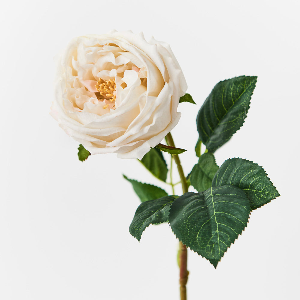 Beautiful Austin Rose Ivory Artificial Flowers - Perfect for Home Decor, Wedding Bouquets, and Event Centerpieces