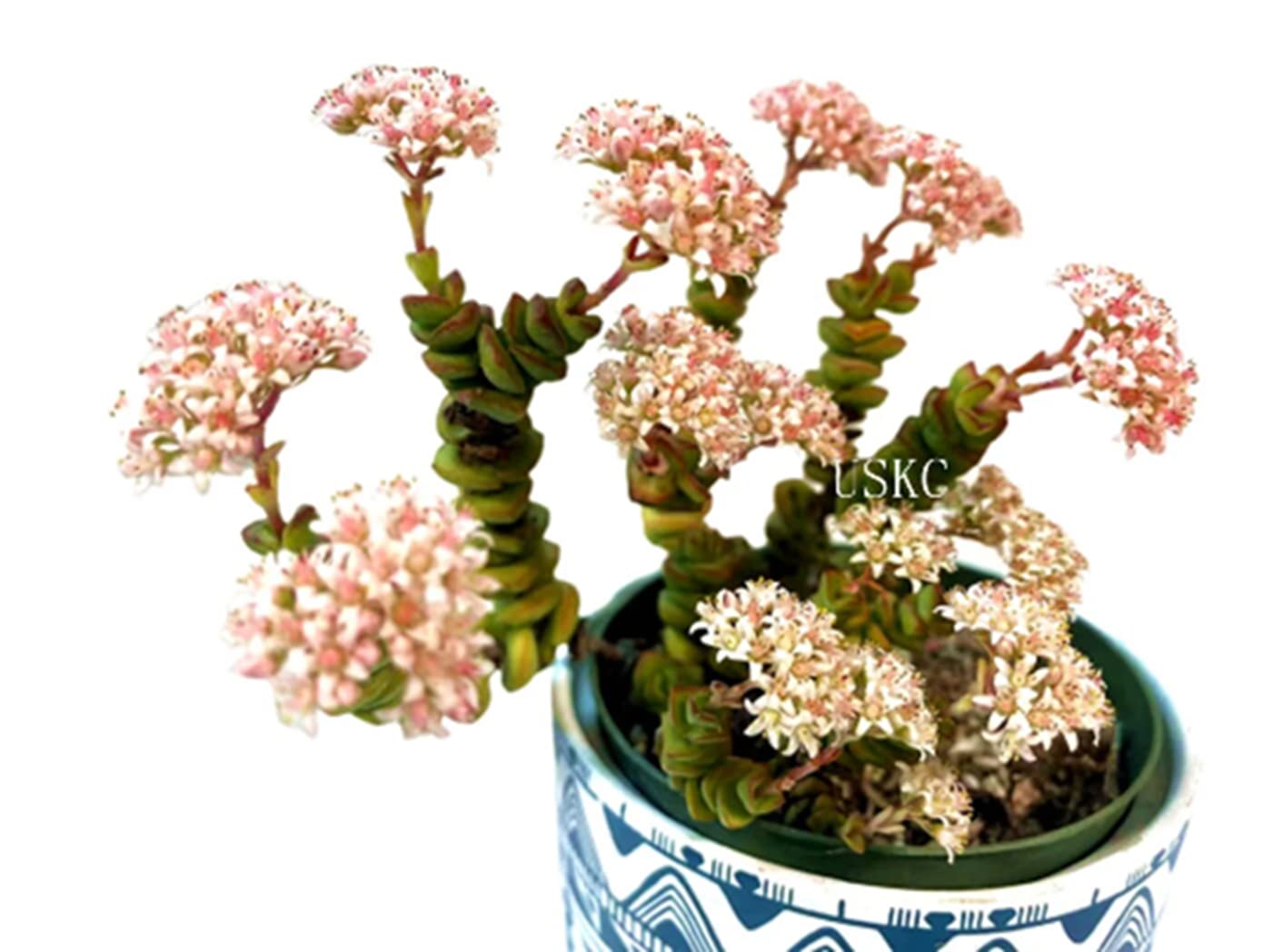 Crassula Jade Necklace Succulent Plant in 2 Inch Pot - Live Indoor Houseplant for Home Decor, Office Desk, or Gift - Easy Care & Low Maintenance