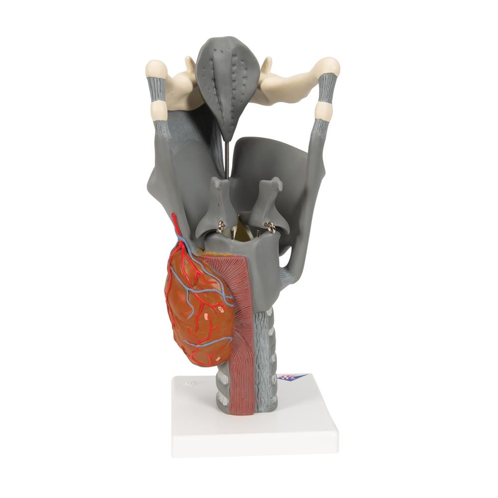 Premium 2.5X Enlarged Larynx Anatomy Model - Detailed Functional Human Throat Structure for Medical Students, Doctors & Speech Therapists - Perfect for Classroom Demonstrations & Clinical Training