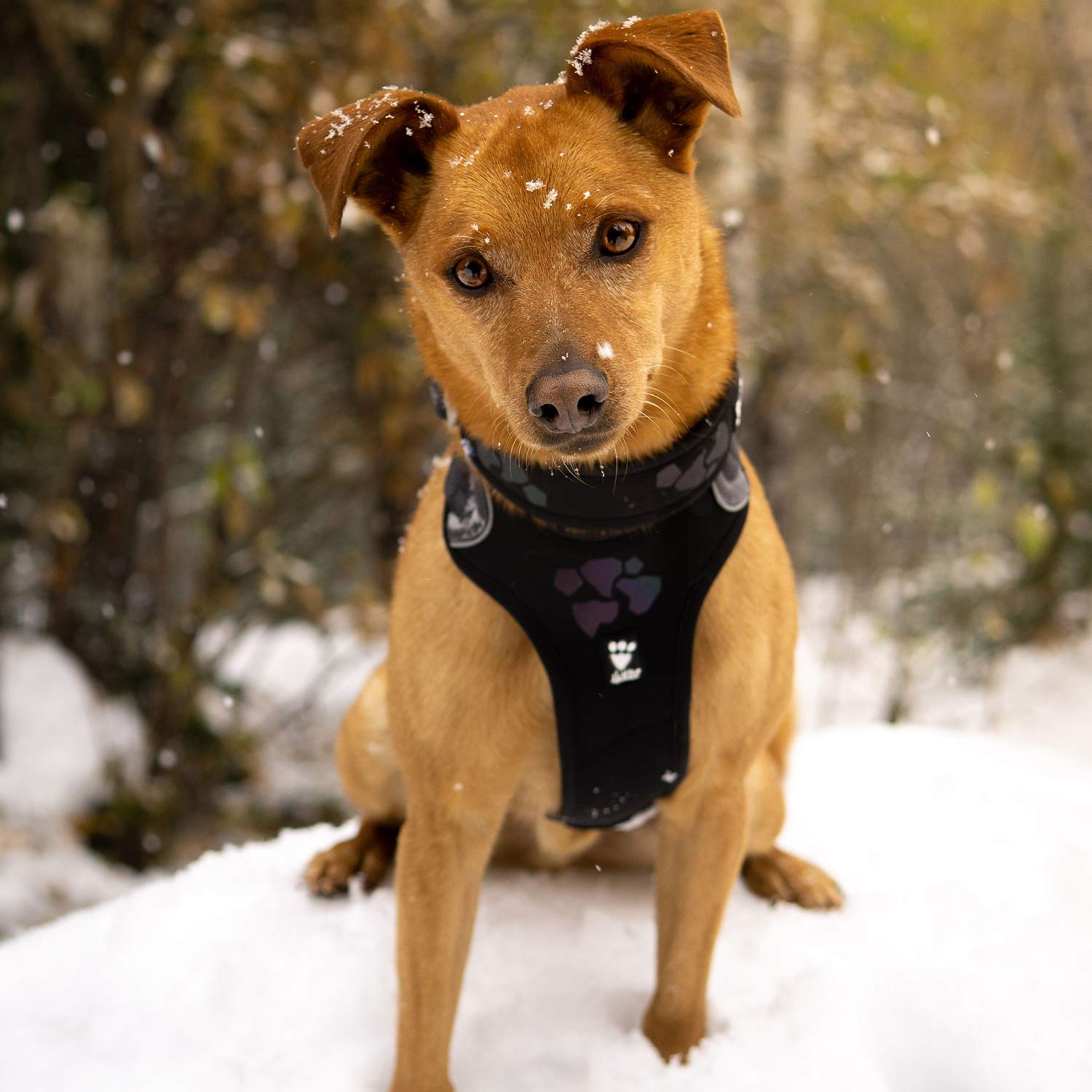 Hurtta Weekend Warrior Dog Harness - Adjustable No-Pull Vest for Medium Dogs (16-18 inch Chest) - Durable Reflective Raven Black - Perfect for Hiking, Running & Outdoor Adventures
