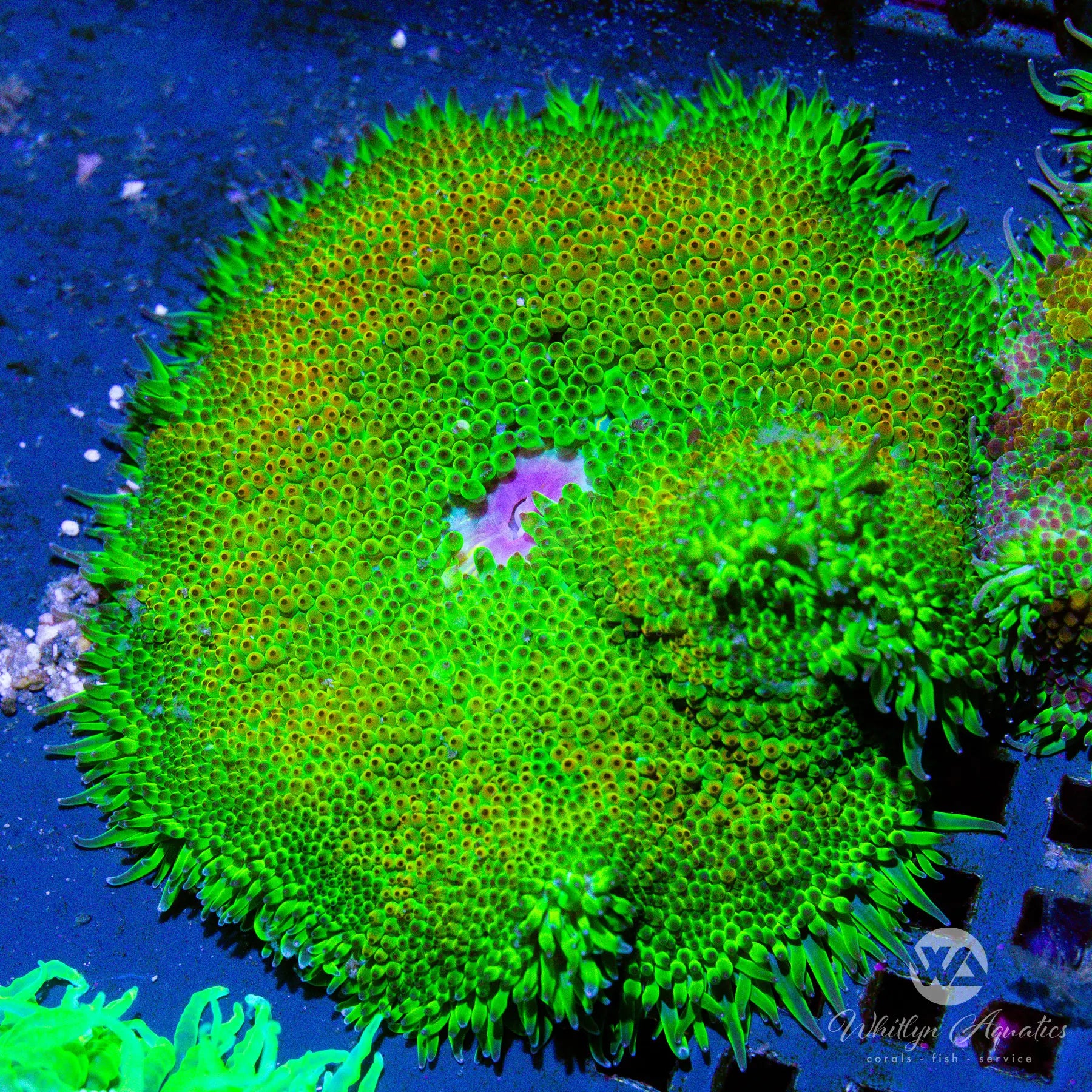 D10 Maxi Mini Carpet Anemone - Live Saltwater Coral for Reef Aquariums | Vibrant Colors & Easy Care | Perfect for Nano Tanks and Coral Displays