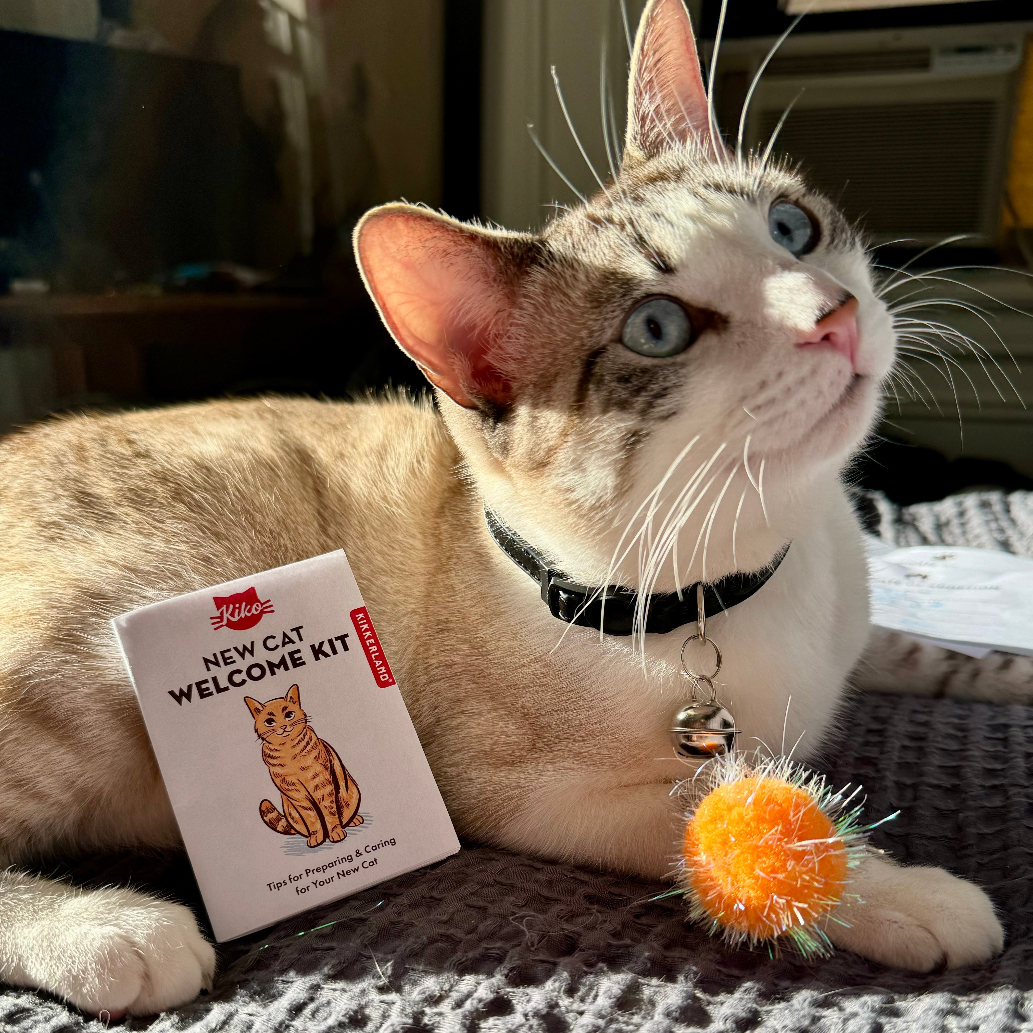 Kiko New Cat Welcome Kit - Essential Starter Set for Your New Kitten | Perfect for Adoption, Gifting & First-Time Pet Owners