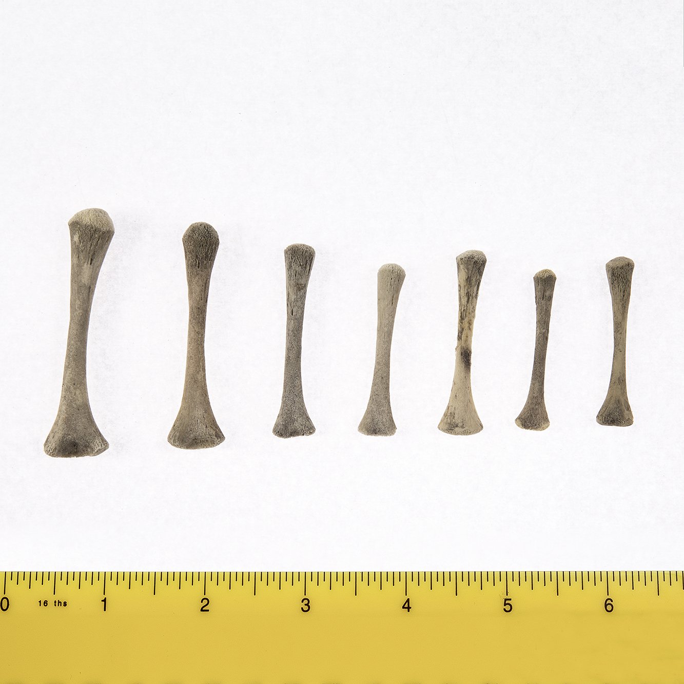 Authentic Human Fetal Humerus Bone Specimen for Medical Research & Education - Ideal for Anatomy Studies, Forensic Analysis, and Medical Training