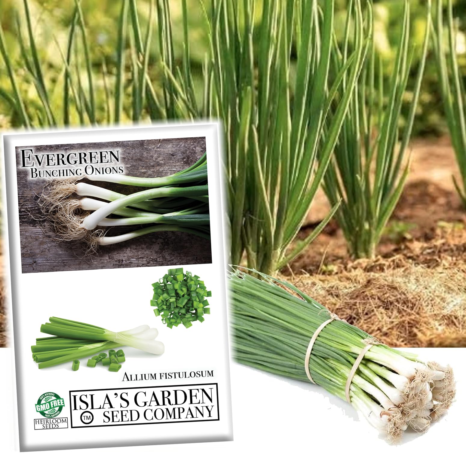 Evergreen Bunching Nebuka Onion Seeds for Planting - 500+ Heirloom Non-GMO Seeds (Allium fistulosum) by Isla's Garden Seeds - Perfect for Home Gardens, Urban Farming & Fresh Cooking