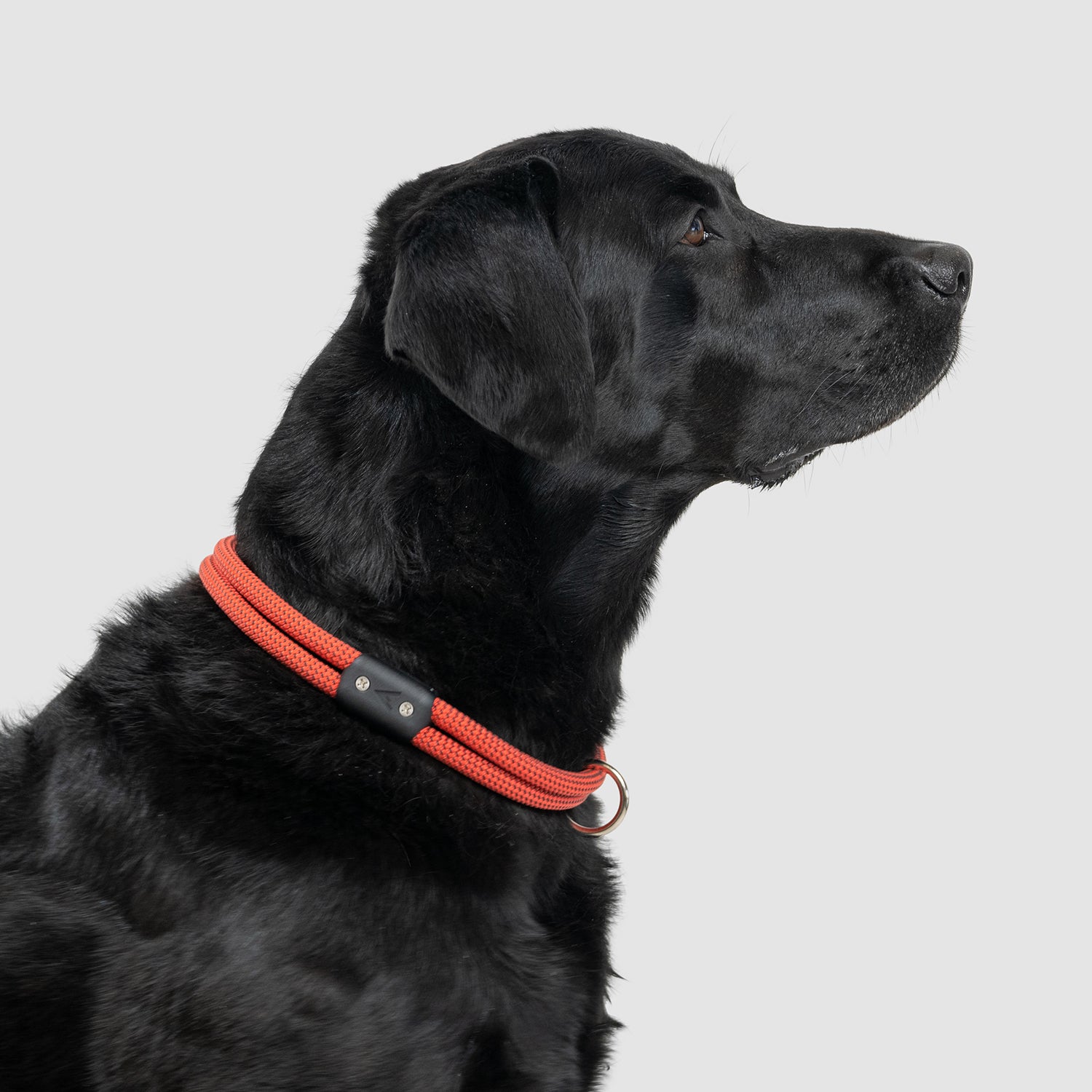 Lifetime Dog Collar - Durable Nylon Pet Collar with Quick-Release Buckle for Small Medium Large Dogs - Perfect for Daily Walks, Training & Outdoor Adventures