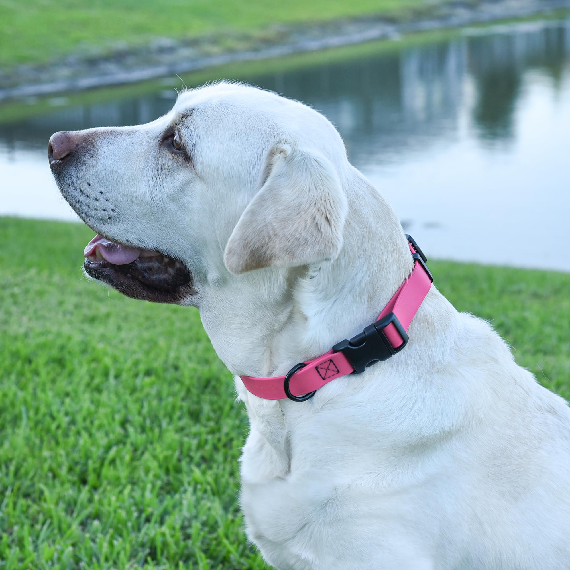 Waterproof Biothane Dog Collar with Quick Release Buckle - Odor-Proof & Easy Clean Nylon Webbing - Adjustable 15-23