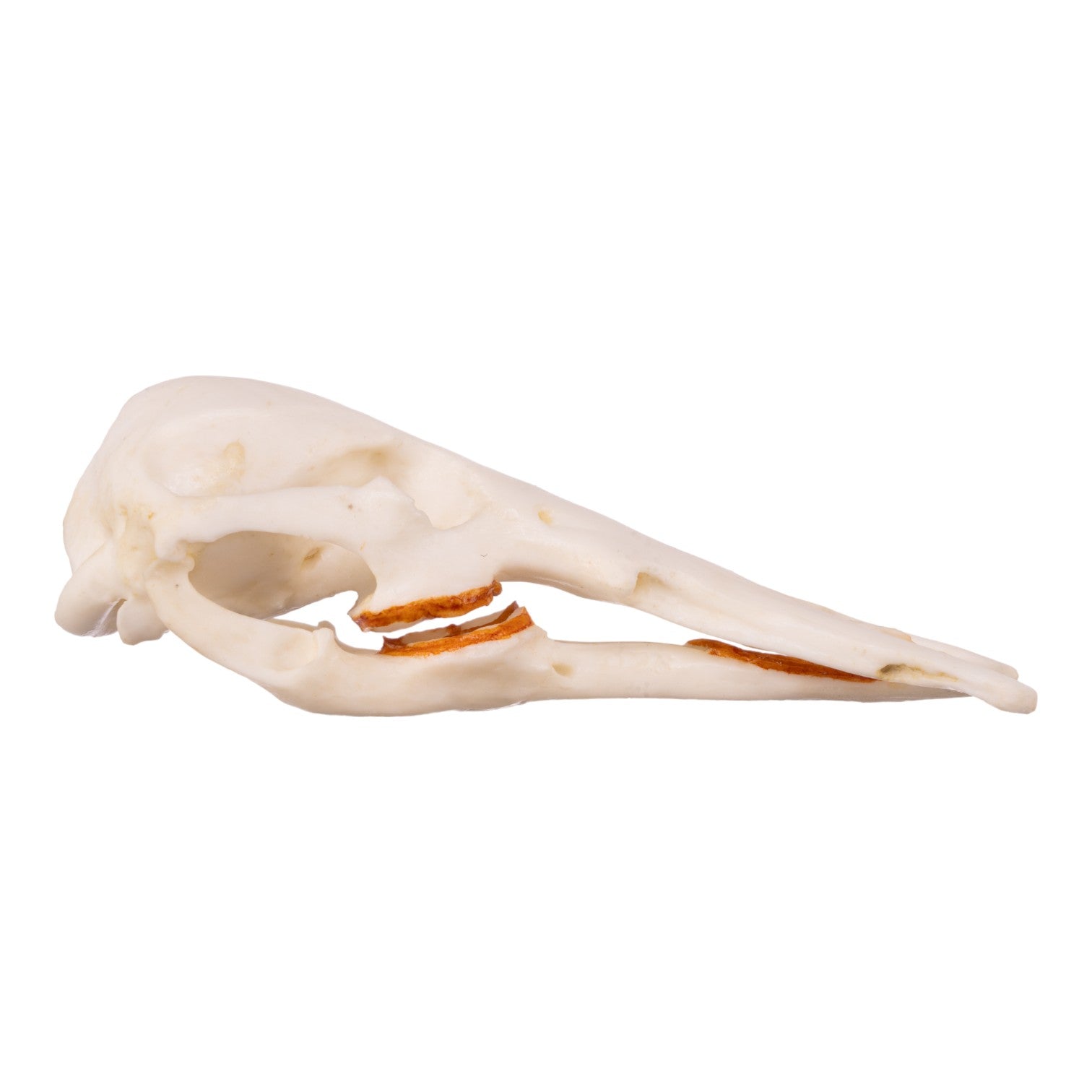 Authentic Platypus Skull Replica - High-Quality Male Specimen for Home Decor, Educational Display & Taxidermy Collection
