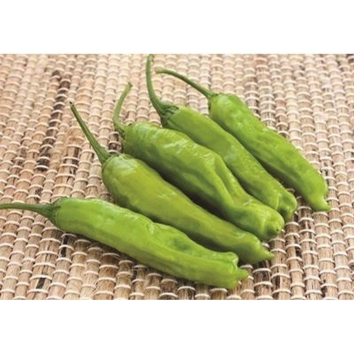 Takara F1 Hybrid Sweet Pepper Seeds - 25 Seeds Pack - Non-GMO, High Yield Vegetable Seeds for Home Garden, Greenhouse & Outdoor Planting